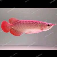 Gambar Ikan Arwana Super Red SSB Blod Spesial dari Butiq Arwana Real undefined 1 Tokopedia