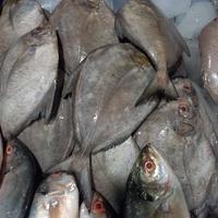 Gambar IKAN DORANG 500GRAM dari Marketmami undefined 2 Tokopedia