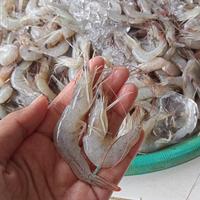 Gambar udang peci kecil segar dari judin udang segar pademangan undefined 1 Tokopedia