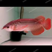 Gambar Ikan Arwana Super Red SSB Blod Spesial dari Butiq Arwana Real undefined 4 Tokopedia