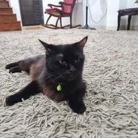 Gambar kucing mixdome adopt dari gesa mandiri undefined 2 Tokopedia