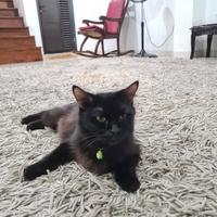 Gambar kucing mixdome adopt dari gesa mandiri undefined 3 Tokopedia
