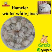Gambar hamster winter white perl khusus gojek grab jinak tidak gigi dari RafaRabbit undefined 1 Tokopedia