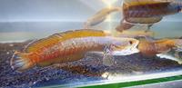 Gambar ANDRAO GONDRONG JOSS BRO dari Townfish_aquatic undefined 2 Tokopedia