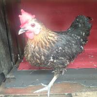 Gambar Ayam KT betina bertelur dari RENDY,SHOP undefined 1 Tokopedia