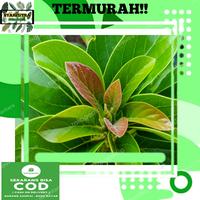 Gambar Daun alpukat /daun alpuket /godong alpukat segar 100gram dari Syahputra Nusantara undefined 1 Tokopedia