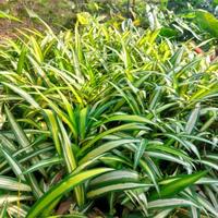 Gambar tanaman hema kuning / pohon hema Lily paris dari beautifull plant undefined 1 Tokopedia