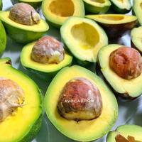 Gambar ' AVOCADRON ALPUKAT MENTEGA REGULER [PAKET 3 KG] ' dari toko halsa undefined 1 Tokopedia
