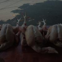 Gambar ayam potong segar dan beku dari Ayam Potong Jembar undefined 1 Tokopedia