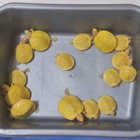 Gambar Kura Kura Res Albino 4 - 7 cm - 4 cm - 5 cm dari A&S Hobbies Gallery undefined 3 Tokopedia