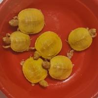 Gambar Kura Kura Res Albino 4 - 7 cm - 4 cm - 5 cm dari A&S Hobbies Gallery undefined 5 Tokopedia