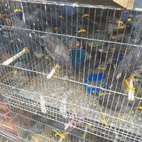 Gambar Burung Jalak Kebo dari UesBandung BirdShop undefined 1 Tokopedia