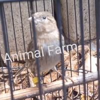 Gambar Burung Kenari Starblue warna cantik dari Animal farm undefined 2 Tokopedia