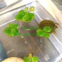 Gambar Frogbit Amazon / Tanaman Apung / Tumbuhan Aquascape - S dari NovAquatics Hobbies undefined 5 Tokopedia