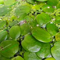 Gambar Frogbit Amazon / Tanaman Apung / Tumbuhan Aquascape - S dari NovAquatics Hobbies undefined 3 Tokopedia
