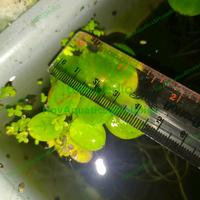 Gambar Frogbit Amazon / Tanaman Apung / Tumbuhan Aquascape - S dari NovAquatics Hobbies undefined 4 Tokopedia