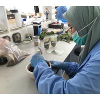 Gambar Paket Layanan Ekstraksi, Determinasi, Uji Fitokimia Tumbuhan Obat dari INDOPLANT undefined 1 Tokopedia