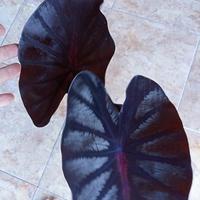 Gambar colocasia Bagaskara size anakan(original) dari kebun navisha undefined 2 Tokopedia