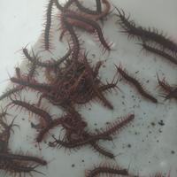Gambar kelabang pakan arwana hidup dari RRD Predator Fish undefined 1 Tokopedia