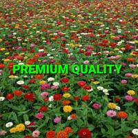 Gambar BIJI BUNGA KERTAS/ZINNIA IMPORT (3000 BIJI) dari TOPP SELLER undefined 1 Tokopedia