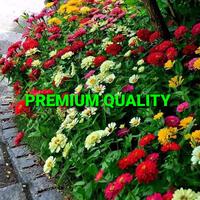 Gambar BIJI BUNGA KERTAS/ZINNIA IMPORT (3000 BIJI) dari TOPP SELLER undefined 2 Tokopedia