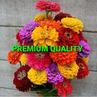 Gambar BIJI BUNGA KERTAS/ZINNIA IMPORT (3000 BIJI) dari TOPP SELLER undefined 5 Tokopedia