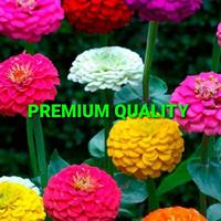 Gambar BIJI BUNGA KERTAS/ZINNIA IMPORT (3000 BIJI) dari TOPP SELLER undefined 4 Tokopedia
