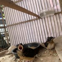 Gambar burung murai medan kualitas indukan prestasi latpres dam event dari GMBI Graha Murai Batu indonesia bird farm undefined 2 Tokopedia