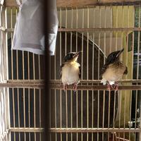 Gambar burung murai medan kualitas indukan prestasi latpres dam event dari GMBI Graha Murai Batu indonesia bird farm undefined 4 Tokopedia