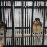 Gambar burung murai medan kualitas indukan prestasi latpres dam event dari GMBI Graha Murai Batu indonesia bird farm undefined 1 Tokopedia