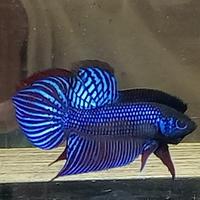 Gambar wild Betta mahachay blue - size m, female size m- dari Bagan Liong undefined 1 Tokopedia