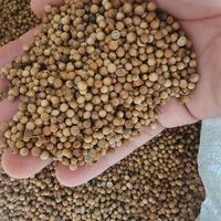 Gambar Ketumbar original 1kg / ketumbar masak 1kg dari Tradecentresurabaya undefined 1 Tokopedia