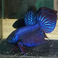 Gambar wild Betta mahachay blue - size m, female size m- dari Bagan Liong undefined 2 Tokopedia