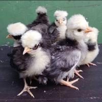 Gambar Anakan Ayam Poland dari Betta srengseng undefined 1 Tokopedia
