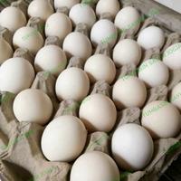 Gambar Telur Ayam Kampung / butir dari TUMBASIN SAYUR JOGJA undefined 1 Tokopedia
