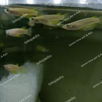 Gambar ikan killifish gold panchax / ikan pala timah / ikan hias mini dari QUEEN INNA FISH ID undefined 1 Tokopedia