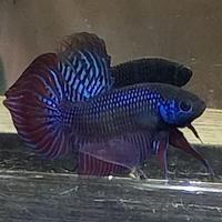 Gambar wild Betta mahachay blue - size m, female size m- dari Bagan Liong undefined 3 Tokopedia