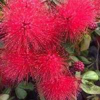 Gambar Jual Bibit kaliandra merah bibit tanaman untuk pakan hewan,reboisasi dari najabmart undefined 5 Tokopedia