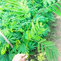 Gambar Bibit Kaliandra Merah Daun Segar untuk Pakan Hewan Ternak & Media Tanam Anggrek Bunga dan Buah Tahan Hidup 2 Minggu dari najabmart undefined 1 Tokopedia