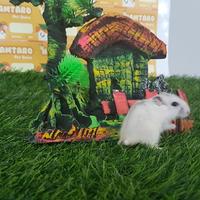 Gambar Hamster winter white pearl jinak Friendly Aman untuk anak - Mata Hitam dari HAMUTARO STORE undefined 3 Tokopedia