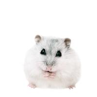 Gambar Hamster winter white pearl jinak Friendly Aman untuk anak - Mata Hitam dari HAMUTARO STORE undefined 1 Tokopedia