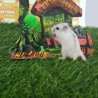 Gambar Hamster winter white pearl jinak Friendly Aman untuk anak - Mata Hitam dari HAMUTARO STORE undefined 4 Tokopedia