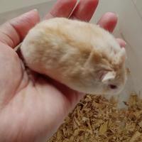 Gambar hamster winter golden dari Hammy hamster semarang undefined 3 Tokopedia