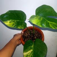 Gambar tanaman hias monstera Marmorata dari Jihan flora undefined 1 Tokopedia