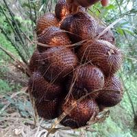 Gambar salak gula pasir asli bali 1 kg dari salakgulapasirmadeadi undefined 1 Tokopedia