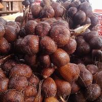Gambar salak gula pasir dari salakgulapasirmadeadi undefined 5 Tokopedia
