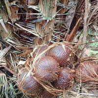 Gambar salak gula pasir dari salakgulapasirmadeadi undefined 2 Tokopedia