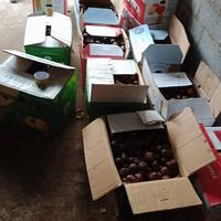 Gambar salak gula pasir asli bali 1 kg dari salakgulapasirmadeadi undefined 4 Tokopedia