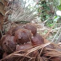 Gambar salak gula pasir dari salakgulapasirmadeadi undefined 3 Tokopedia