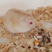 Gambar hamster winter golden dari Hammy hamster semarang undefined 1 Tokopedia
